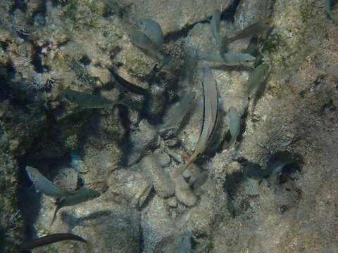 Image of Forsskal&#39;s goatfish