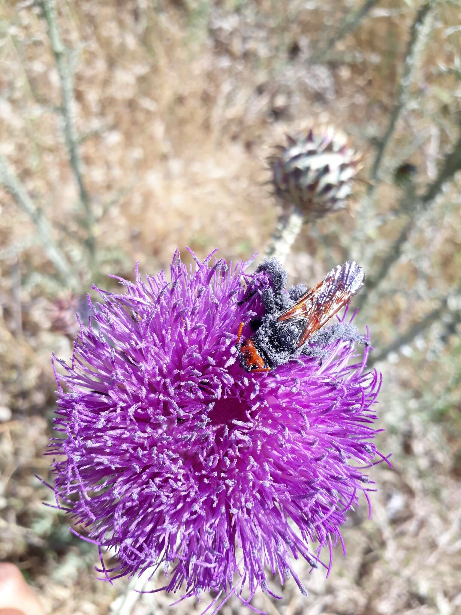 Image of Megascolia bidens (Linnaeus 1767)