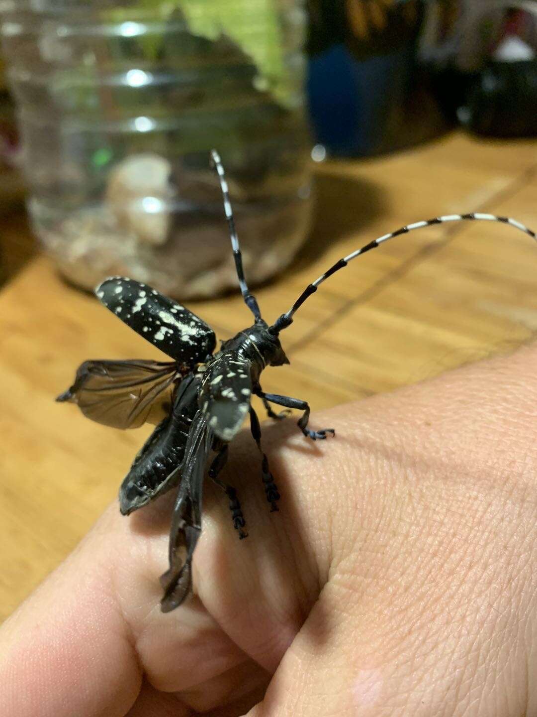 Image of Asian Longhorned Beetle