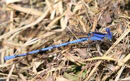 Image of Argia anceps Garrison 1996