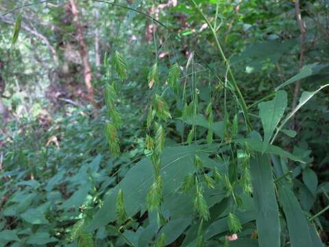 Imagem de Chasmanthium latifolium (Michx.) H. O. Yates