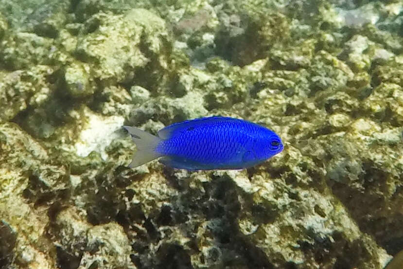 Image of Blue damsel