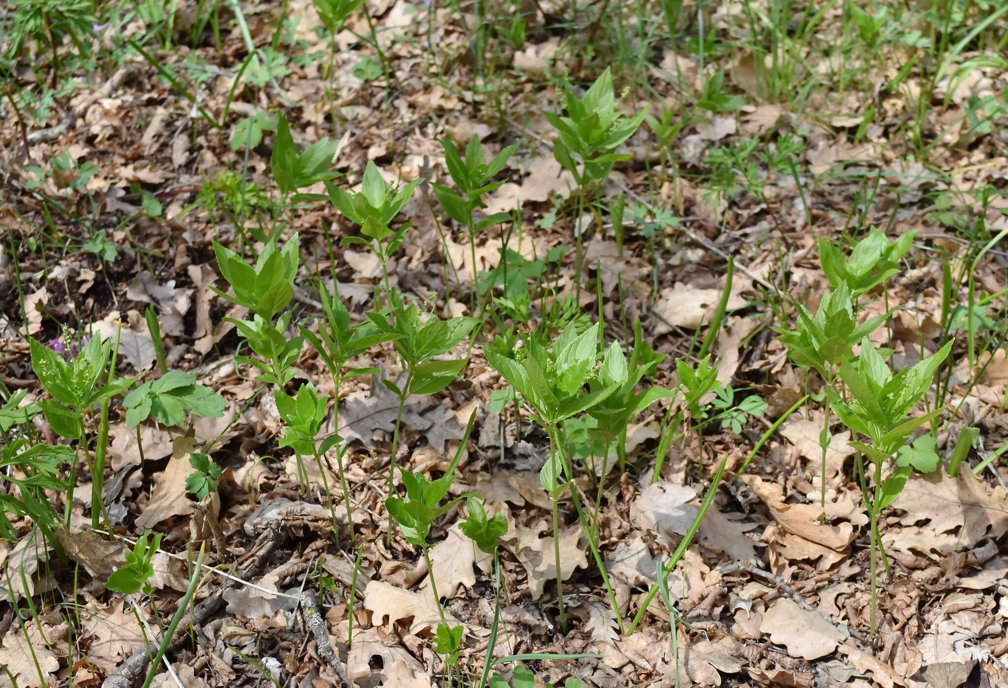 Image of Mercurialis paxii Graebn.