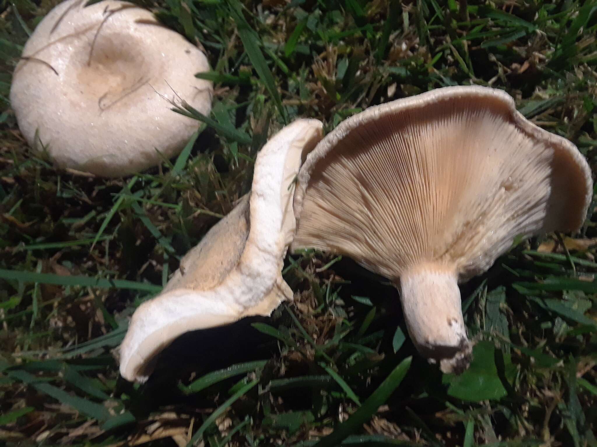 Image of Downy milkcap