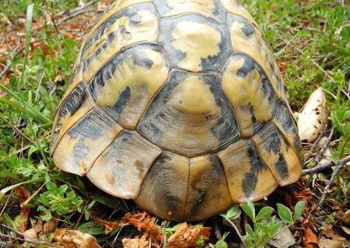 Image of Hermann’s Tortoise