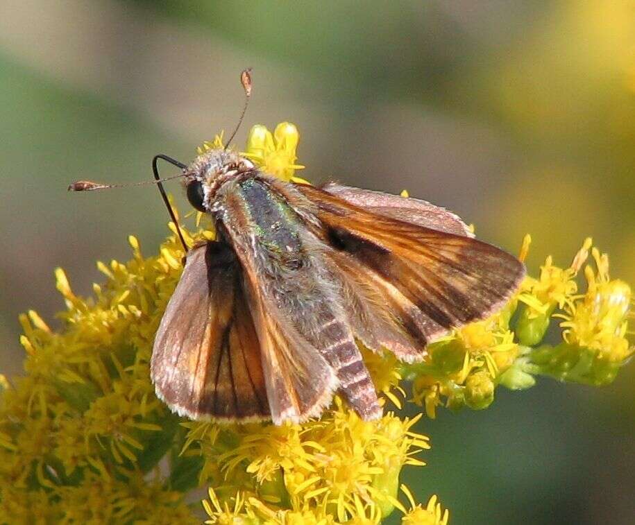 Image of <i>Atalopedes campestris huron</i>