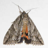 Image of Mother Underwing