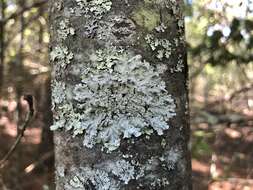 Image of Showman's hypotrachyna lichen