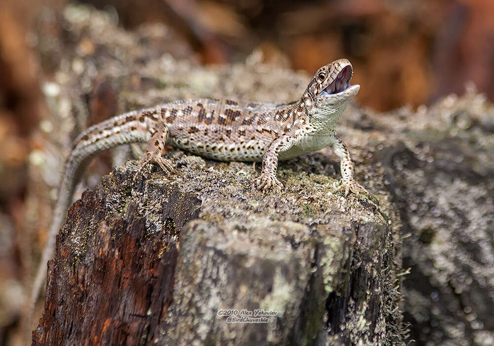 Image of Lacerta agilis exigua Eichwald 1831