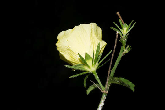 Image of Hibiscus jaliscensis P. A. Fryxell