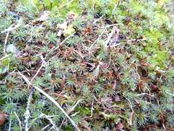 Image of Polytrichum moss