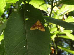 Слика од Polygrammodes ponderalis Guenée 1854