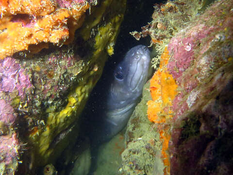 Image of Common conger-eel