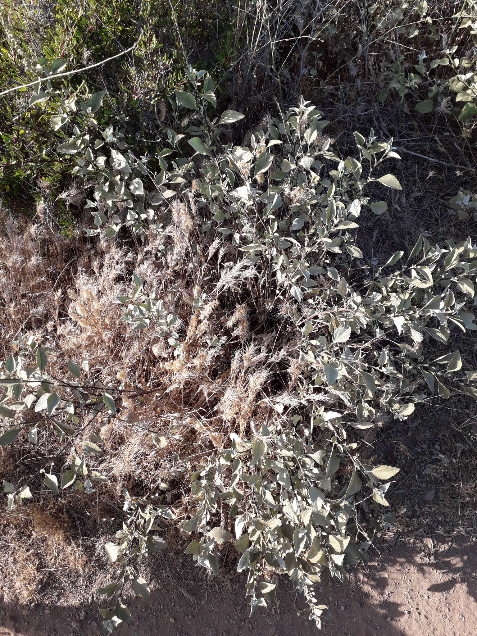 Image of San Diego bur ragweed