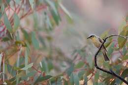 Image of Grey-headed Honeyeater