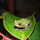 Plancia ëd Raorchestes silentvalley Zachariah, Cyriac, Chandramohan, Ansil, Mathew, Raju & Abraham 2016