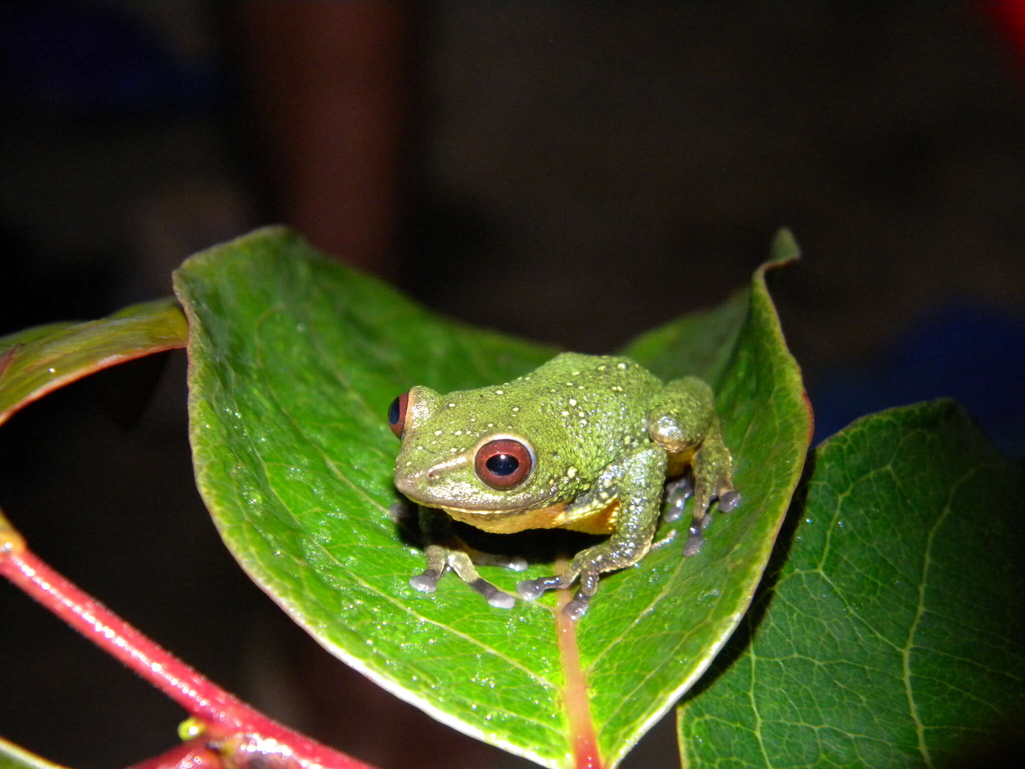 Image of Raorchestes silentvalley Zachariah, Cyriac, Chandramohan, Ansil, Mathew, Raju & Abraham 2016