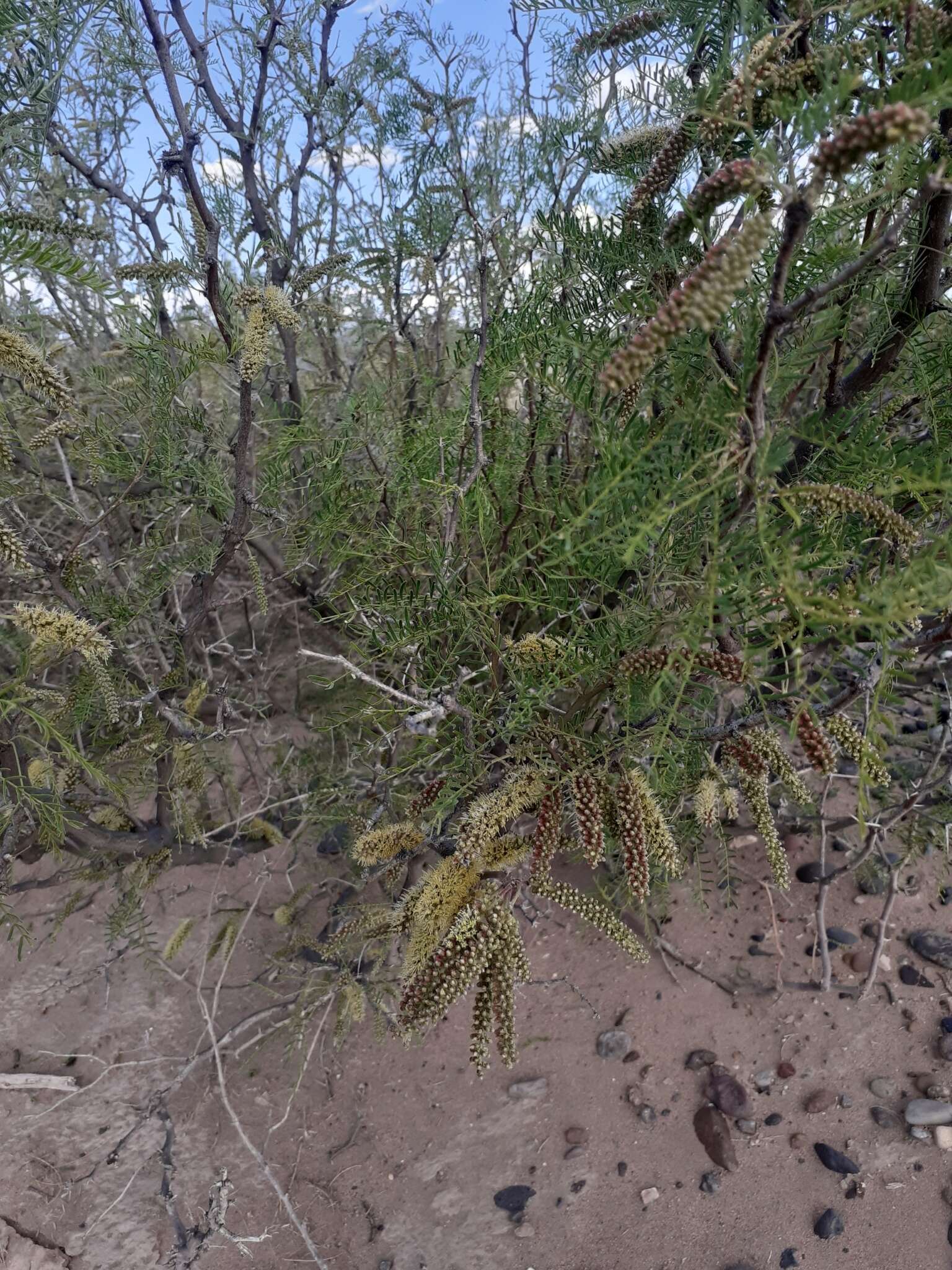 صورة Prosopis alpataco Phil.