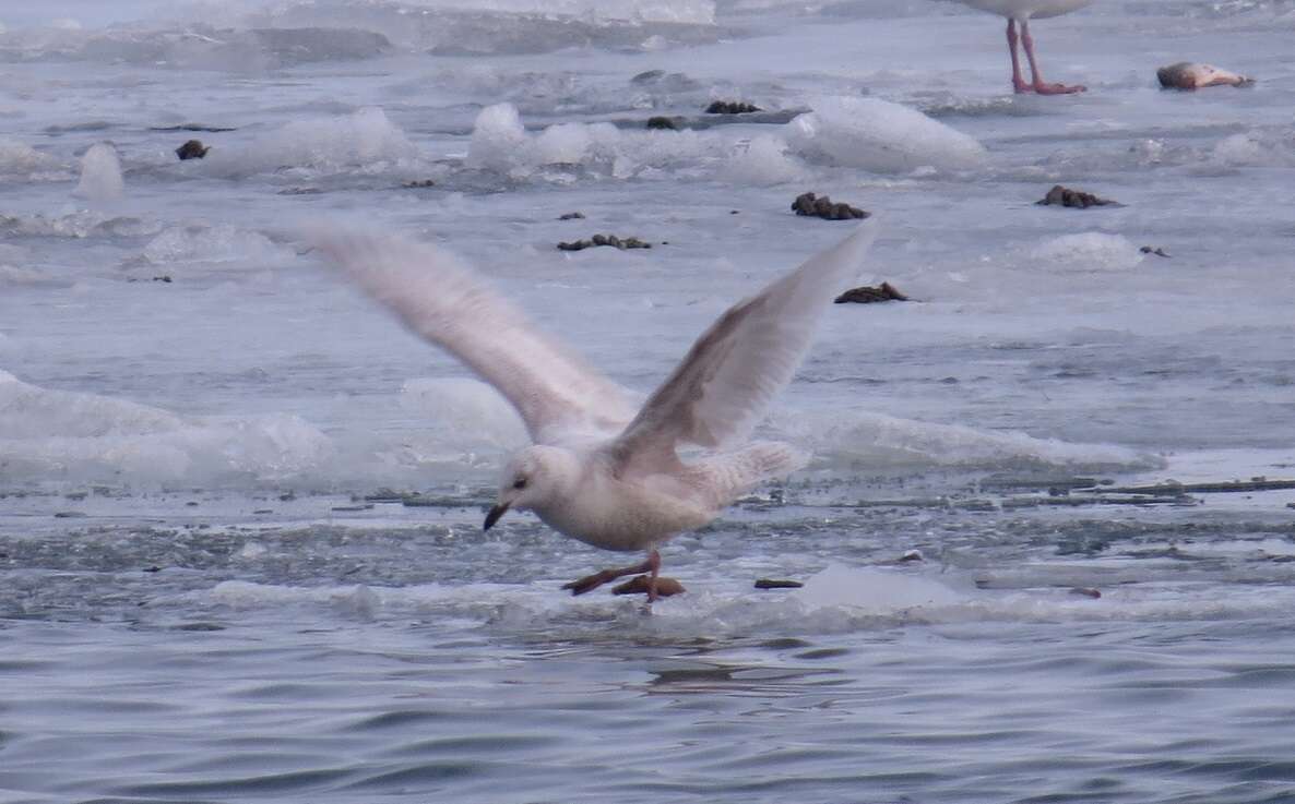 Image of Iceland Gull