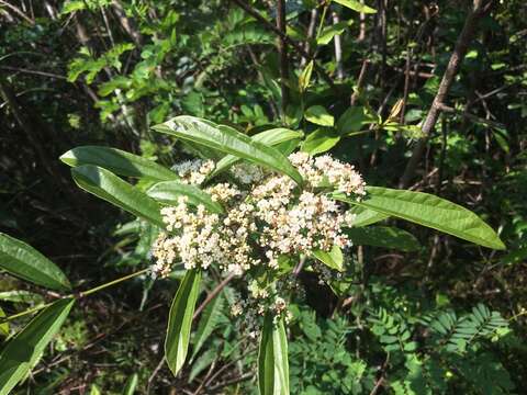 Image de Viburnum sempervirens C. Koch