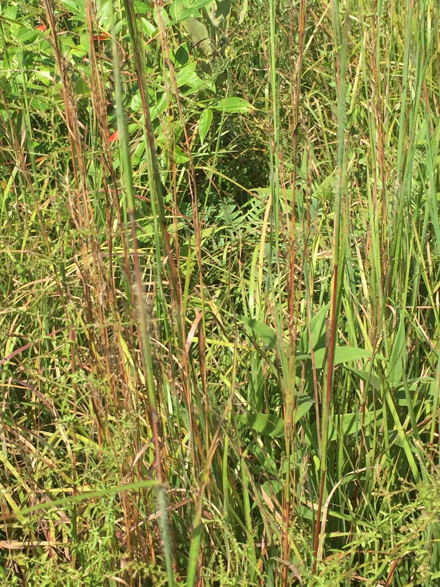 Schizachyrium scoparium subsp. divergens (Hack.) Gandhi & Smeins resmi