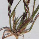 Image of Triraphis purpurea Hack.