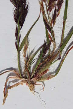 Image of Triraphis purpurea Hack.