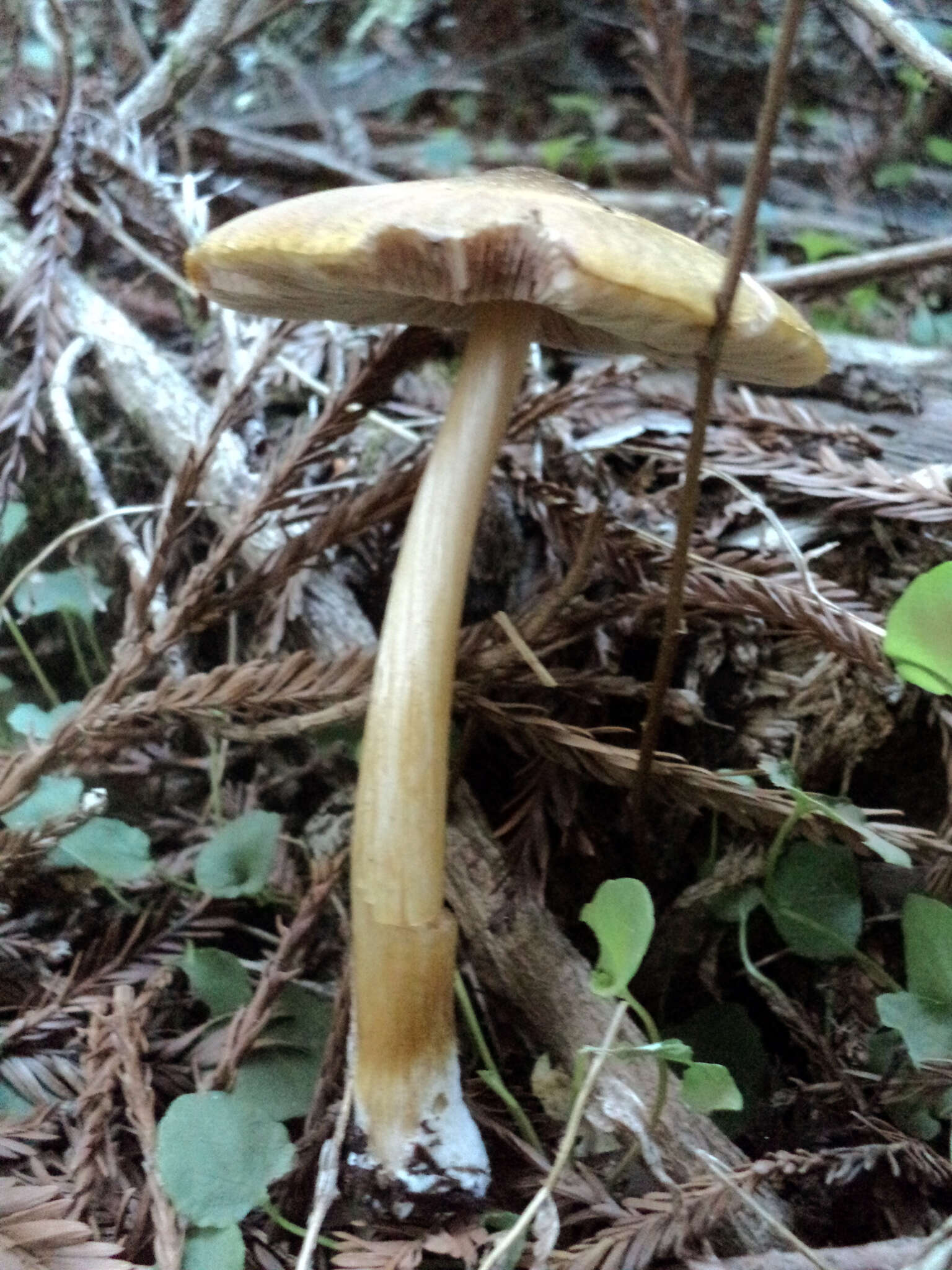 Image of Pluteus leoninus (Schaeff.) P. Kumm. 1871