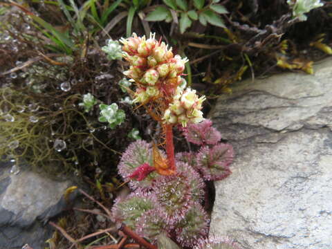 Image of Astilbe macroflora Hayata