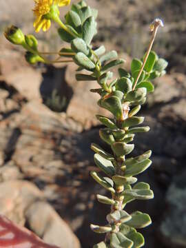 Euryops imbricatus (Thunb.) Less. resmi