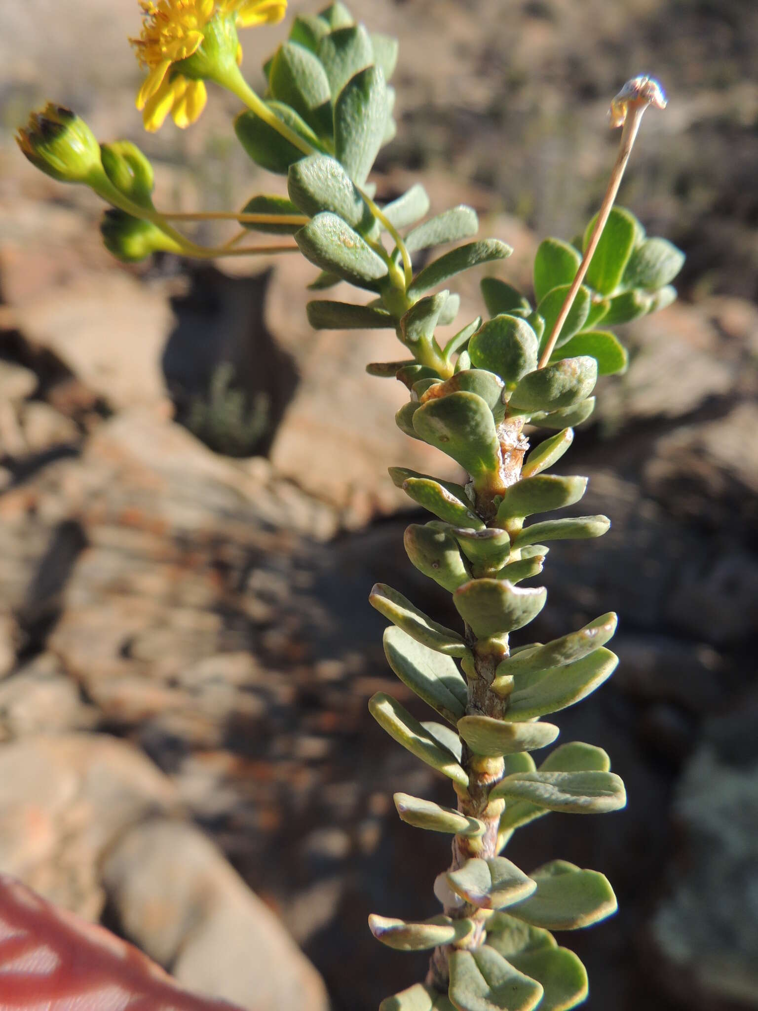 Image of Euryops imbricatus (Thunb.) Less.