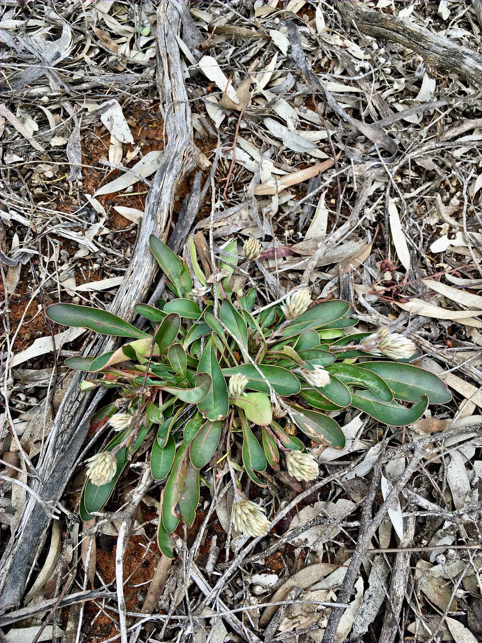 Image of Ptilotus seminudus (J. M. Black) J. M. Black