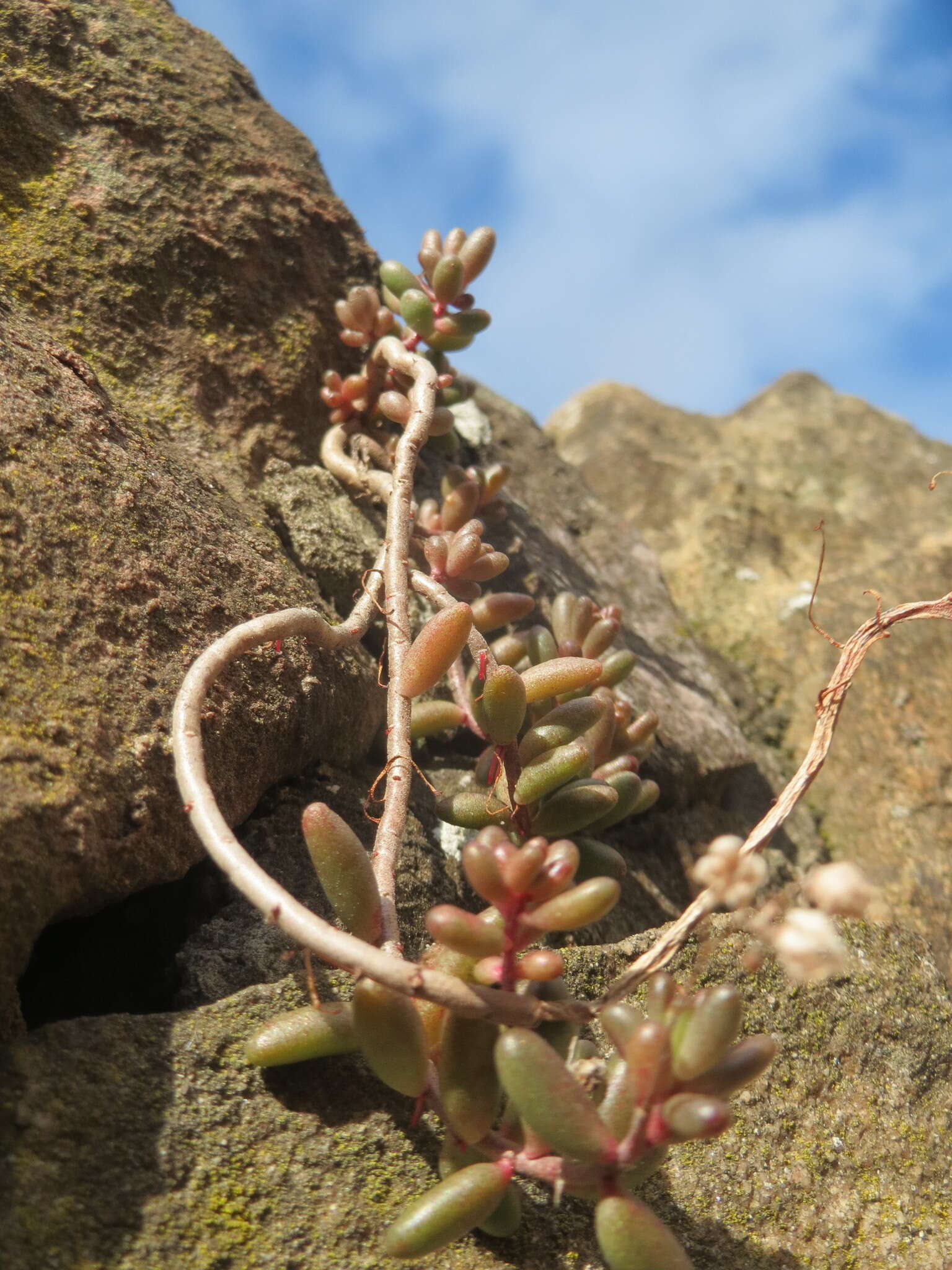 Image of White Stonecrop