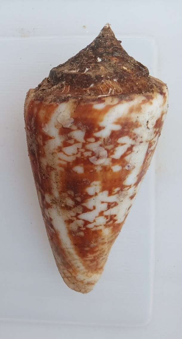 Image of Amadis cone