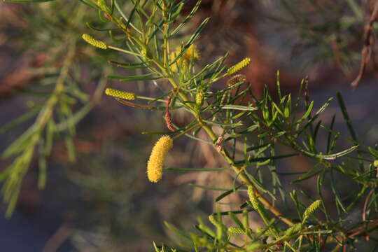 Image of Acacia chisholmii F. M. Bailey