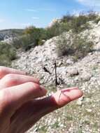 Image of Empusa fasciata Brulle 1832