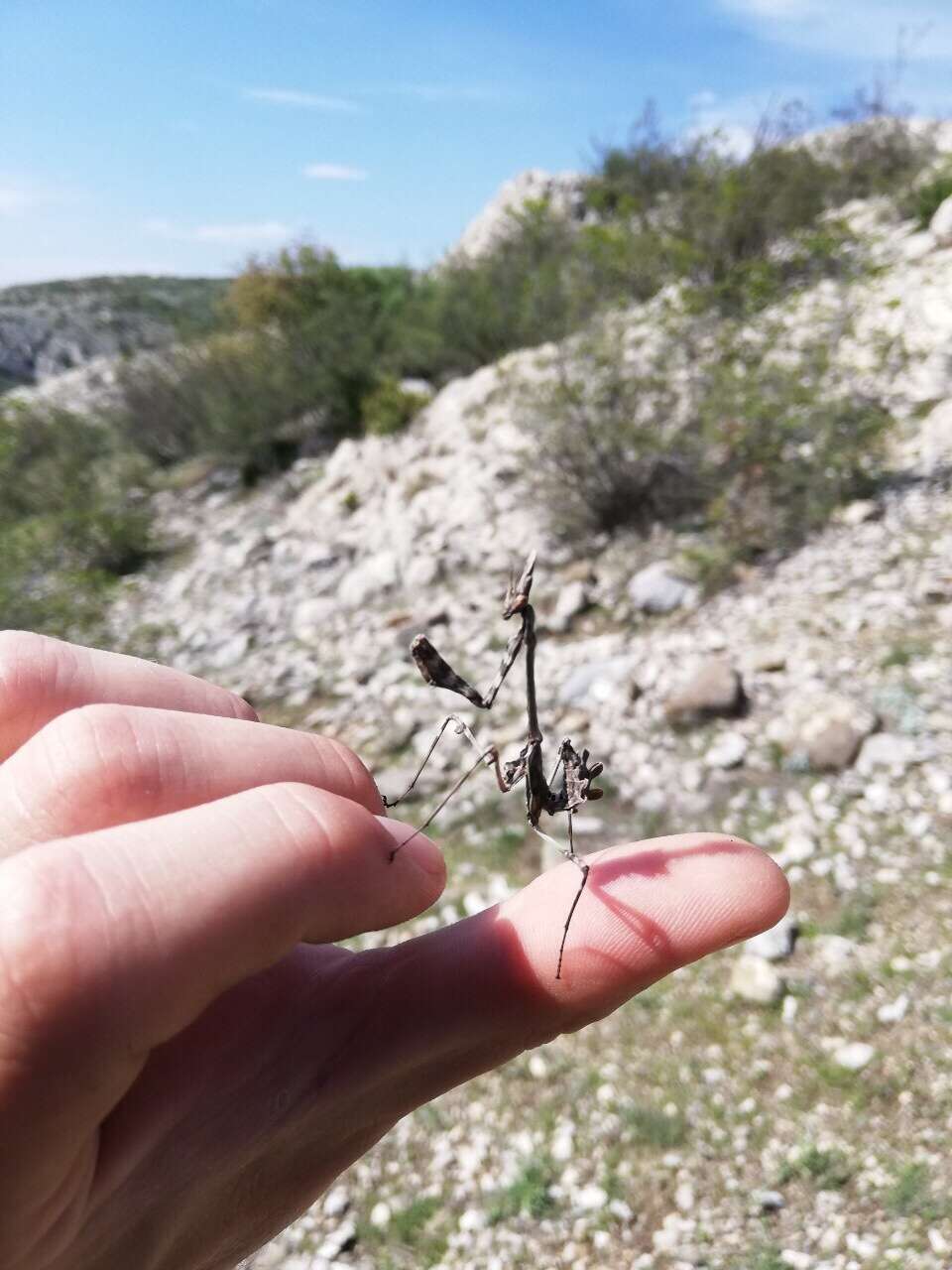 Image of Empusa fasciata Brulle 1832