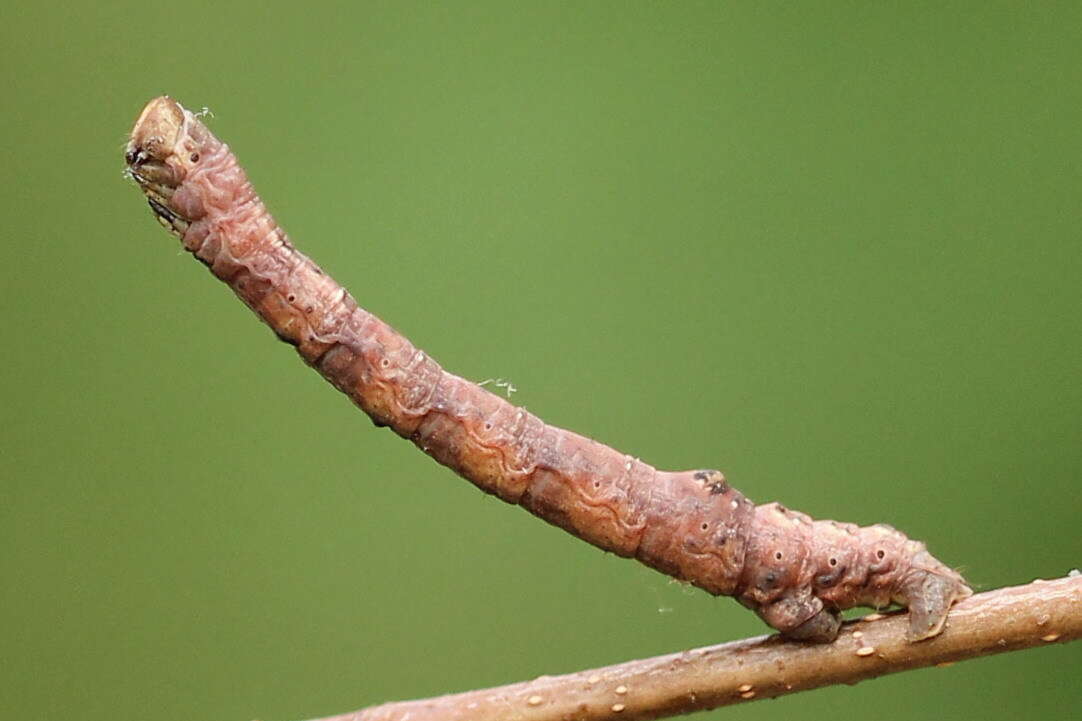 Слика од Plagodis pulveraria Linnaeus 1758