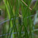 Слика од Carex maximowiczii Miq.