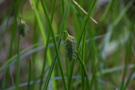 Image of Carex maximowiczii Miq.