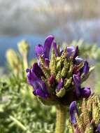 Image of Oxytropis pseudoglandulosa Grubov