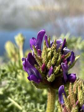 Image de Oxytropis pseudoglandulosa Grubov