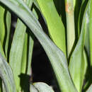 Image of bracketplant