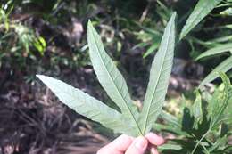 Image of Hibiscus heterophyllus Vent.