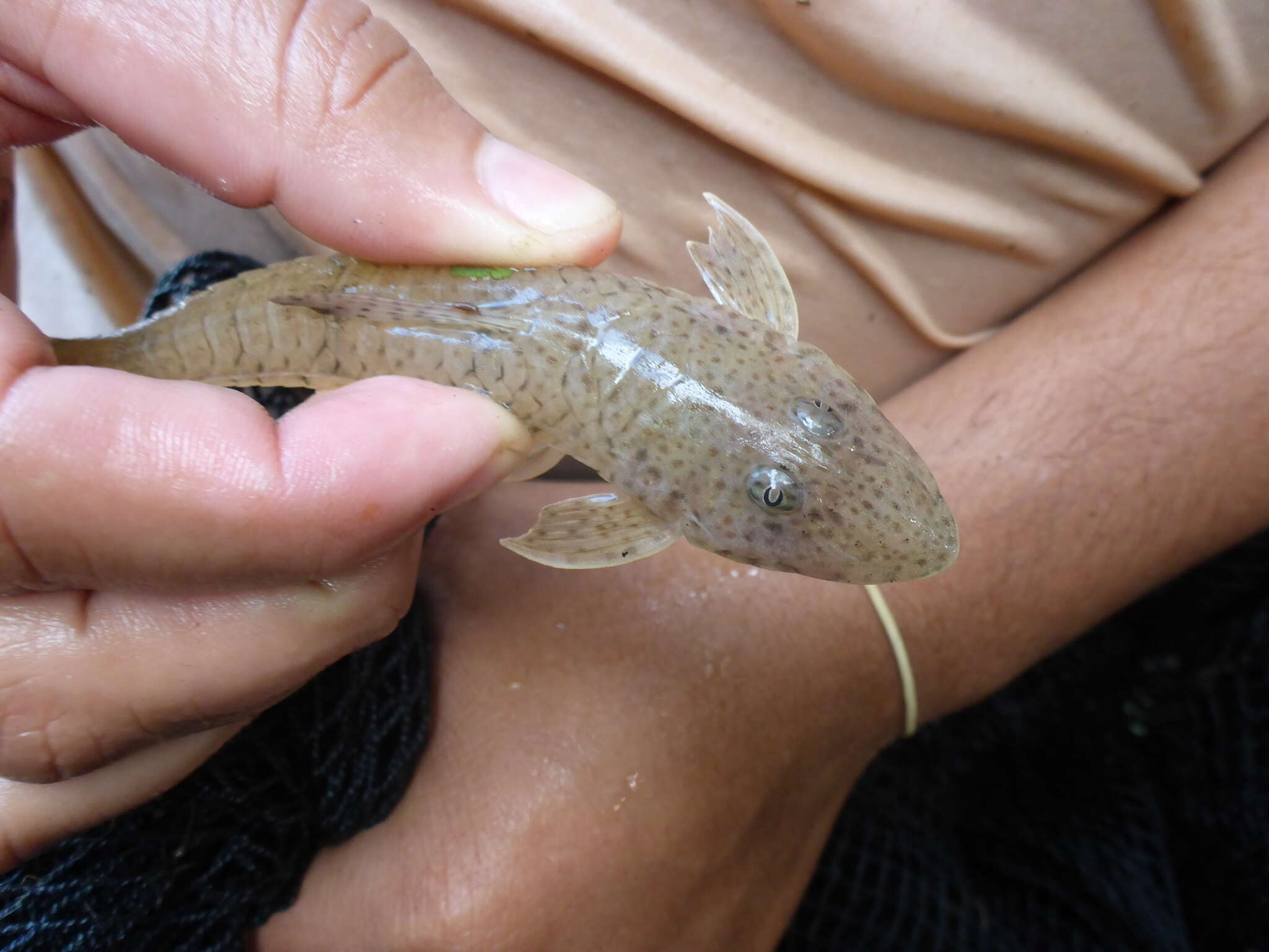 Image of Limatulichthys