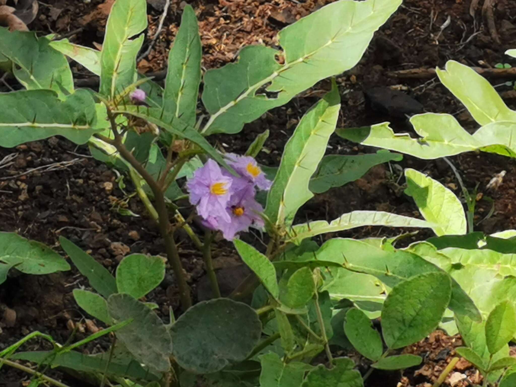 صورة Solanum limitare A. R. Bean