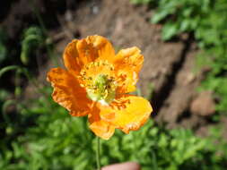 Image of western poppy