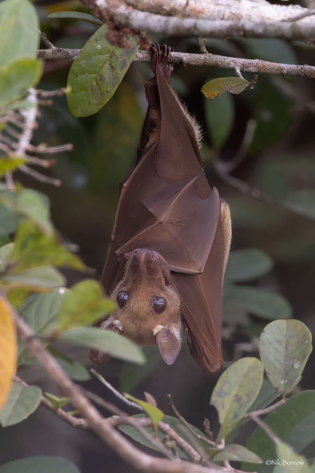 Image of Epauletted Fruit Bat