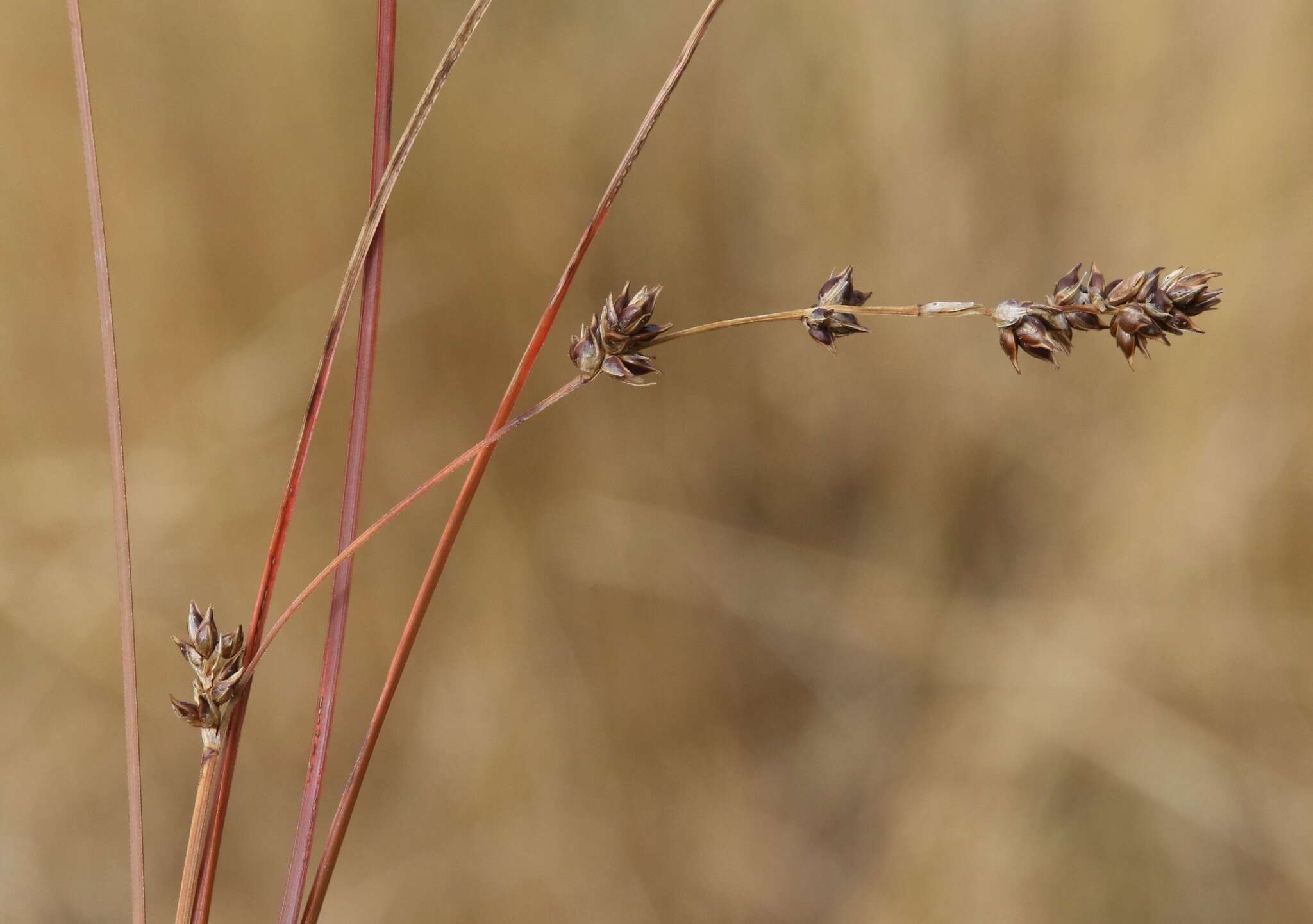 Image of Carex tenuiculmis (Petrie) Heenan & de Lange