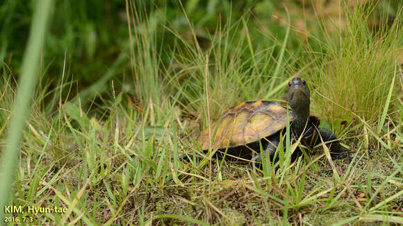 Image of Japanese Pond Turtle